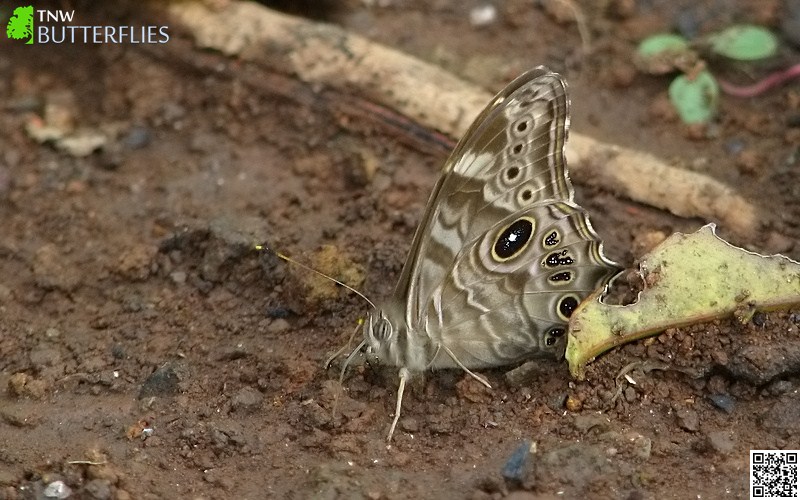 Common Treebrown